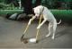 Dog säubert eigene s ** t