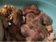 Meine süße Baby Hamster! (6 Tage alt)