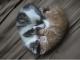 Katzen-Herz