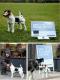 Gute Kamera ad - pixel dog