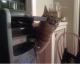 Das ist, warum Katzen hasst CD-ROM
