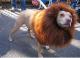 Doglion