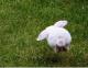 Hase