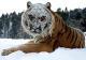 Tiger im Schnee