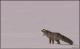 Jagd
