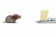 Maus vs Trap-