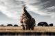 Wenn Giraffe lebt in den USA