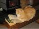 Cat liest gerne
