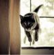 Fliegende Kitty