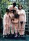 Familien-Foto-