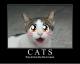 Japanische Katzen