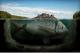 Bigfish