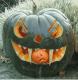 Kranke asskickin Pumpkin B ** tard