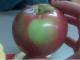 IApple.