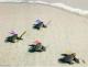 Ninja Turtles