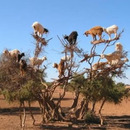 alle auf den Baum - Ziegen fliegen