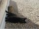 Escher Cats