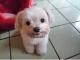 Cute Puppy