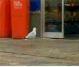 Seagull Dieb