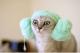 Katze