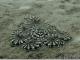 Der Mimic Octopus!