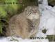 Smart manul