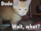 Dude, warten ... was?