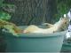 Chillin 'auf der Tub ... Like A Boss!
