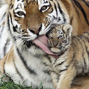 Baby Tiger Mama
