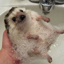 Igel Badezeit (:
