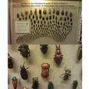beetle among beetles