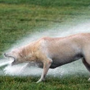 nimm nen schluck - hund win