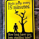 Vogelkacke alle 15 Minuten...