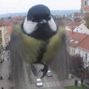BirdZilla