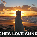 Hündinnen lieben Sonnenuntergange :D