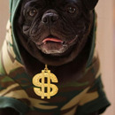 cash money dogg