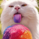 cat likes sno cones