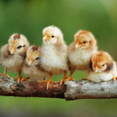 Chickenparty