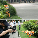chinese zoo tiger escape drill