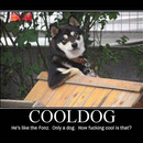 cool dog