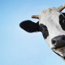 crazy cow looks up a party