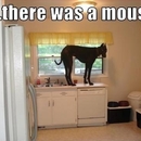 Da war eine Maus - WinFail Bild