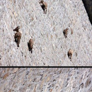 Damn Goats