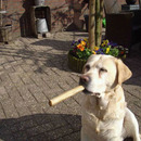 der hund raucht ne zigarre