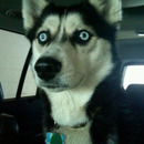 dog going through the car wash 7654