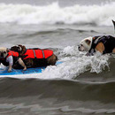 dog surfing