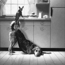 dog teamwork