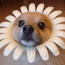 DogFlower