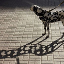 dogshadow