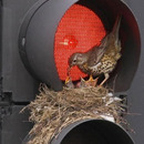 Feines Rotlicht fürs wohlbefinden